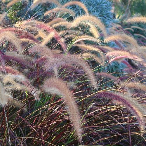 elongated, feathery, purple-gray-white flowers or cobs, with long, slender, purple-gray stems