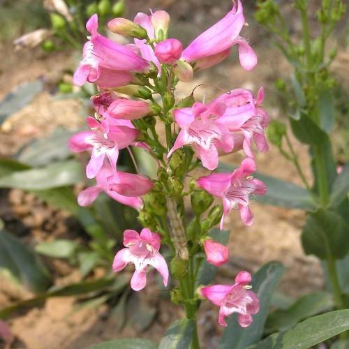 pink, trumpet-like flowers with green, shiny sepals, and green, shiny stem