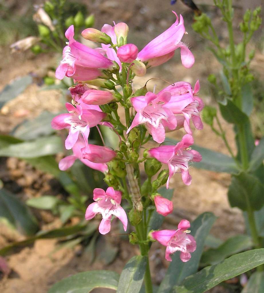 pink, trumpet-like flowers with green, shiny sepals, and green, shiny stem