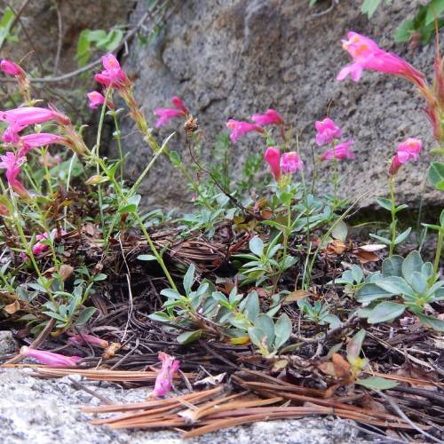 pink flowers with green leaves and yellow-green stems
