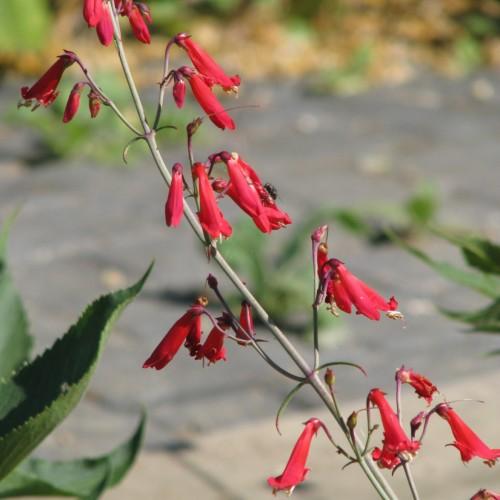 red flowers and buds with green leaves and beige stems