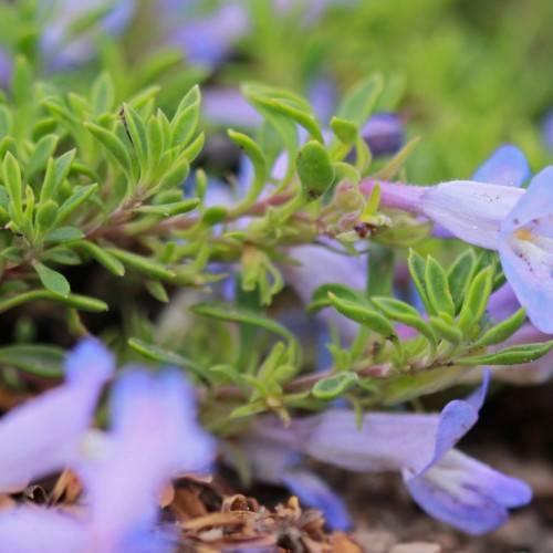 baby-blue, trumpet-shape flowers with purple stems, and small, fleshy, yellow-green leaves
