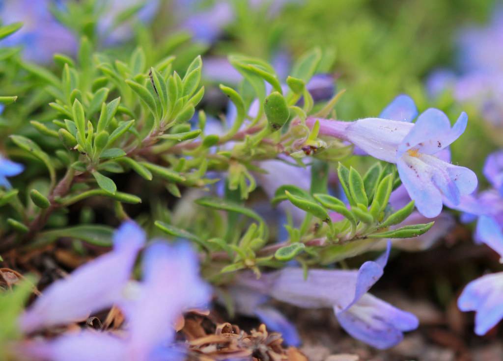 baby-blue, trumpet-shape flowers with purple stems, and small, fleshy, yellow-green leaves