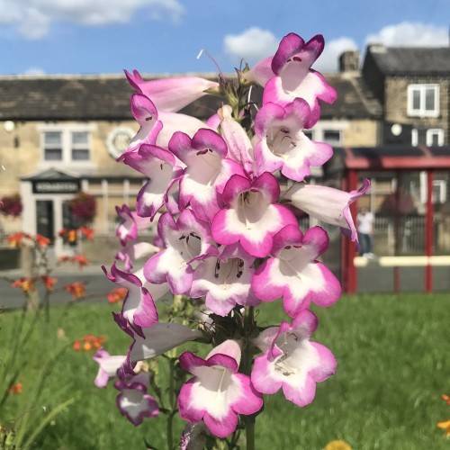cluster of purple-white, trumpet-like flowers with white filaments, and army-green sepals