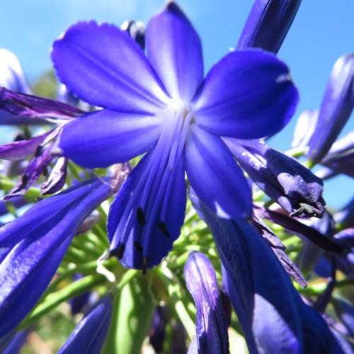 Delicate blue-violet flowers. with green stems.