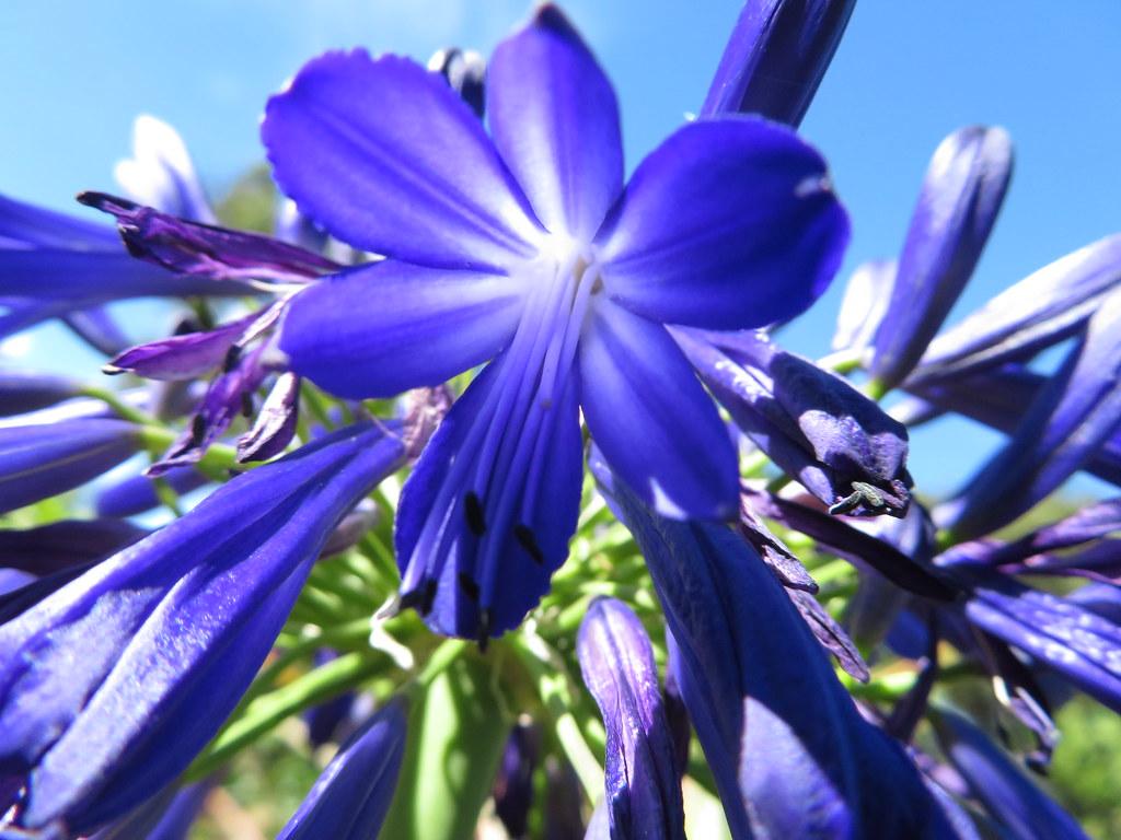 Delicate blue-violet flowers. with green stems.