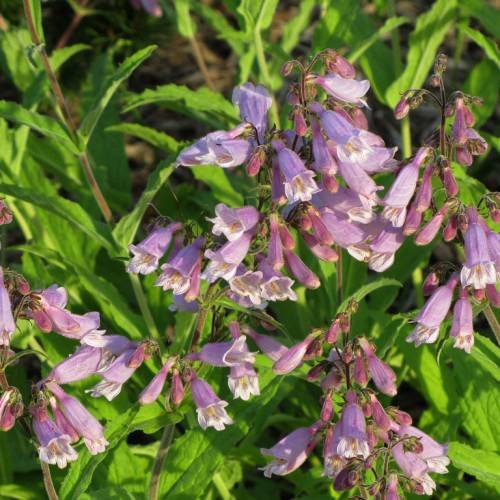 cluster of purple-white, trumpet-like flowers with yellow stamens, purple-green stems, and green, shiny, toothed leaves