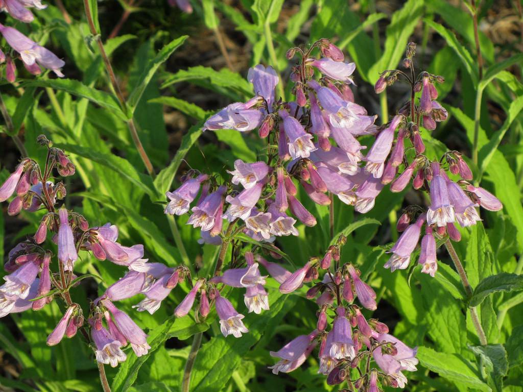 cluster of purple-white, trumpet-like flowers with yellow stamens, purple-green stems, and green, shiny, toothed leaves