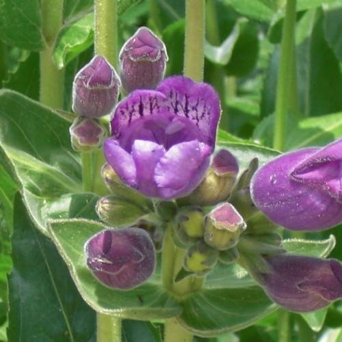 Purple flowers with lime-purple buds, lime stems, green leaves, yellow midrib and veins.