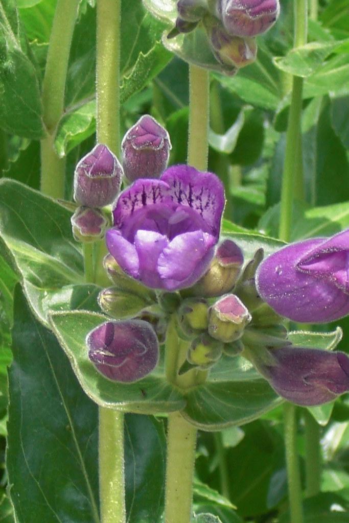 Purple flowers with lime-purple buds, lime  stems, green leaves, yellow midrib and veins.