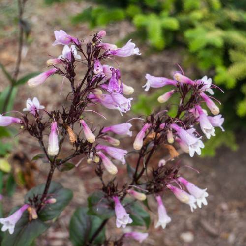clusters of small, tubular, purple-white flowers with shiny blackish-brown sepals and stems
