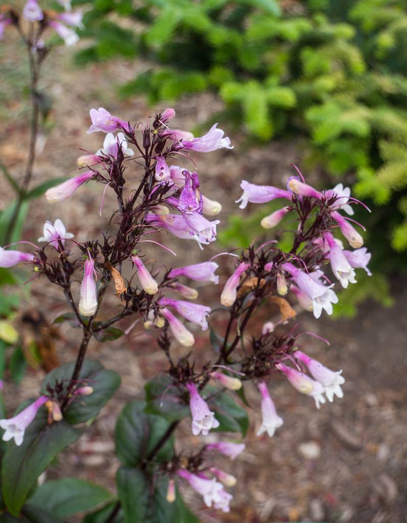 clusters of small, tubular, purple-white flowers with shiny blackish-brown sepals and stems