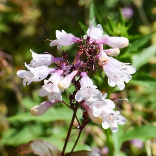 White-purple flowers and buds, white hair, burgundy sepals, stem and petiole, beige stigma and brown anthers.