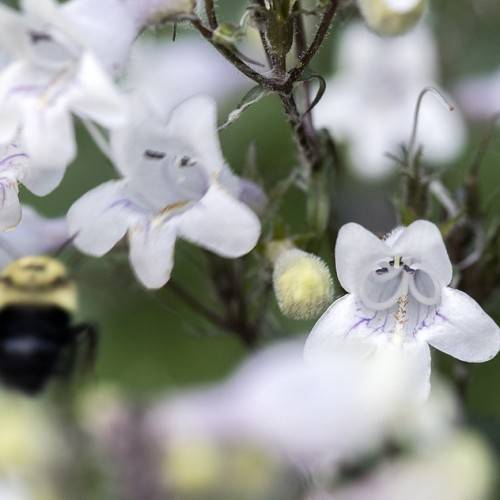 small, tubular, white flowers with white stamens, and hairy, blackish-green stems