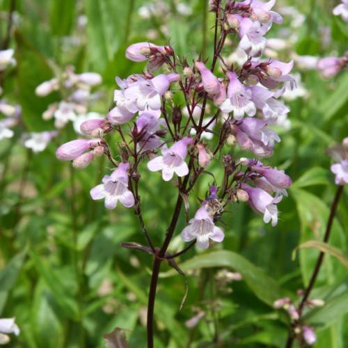 purple-white flowers with pink-purple buds, burgundy leaves and stems