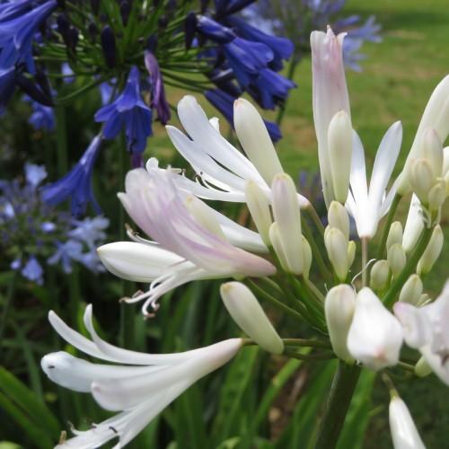 Beautiful white-pink flowers. with green stems.