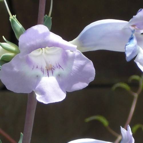 purplish-white, tubular flower with white stamens, creamy-green sepals, and purple-gray stem