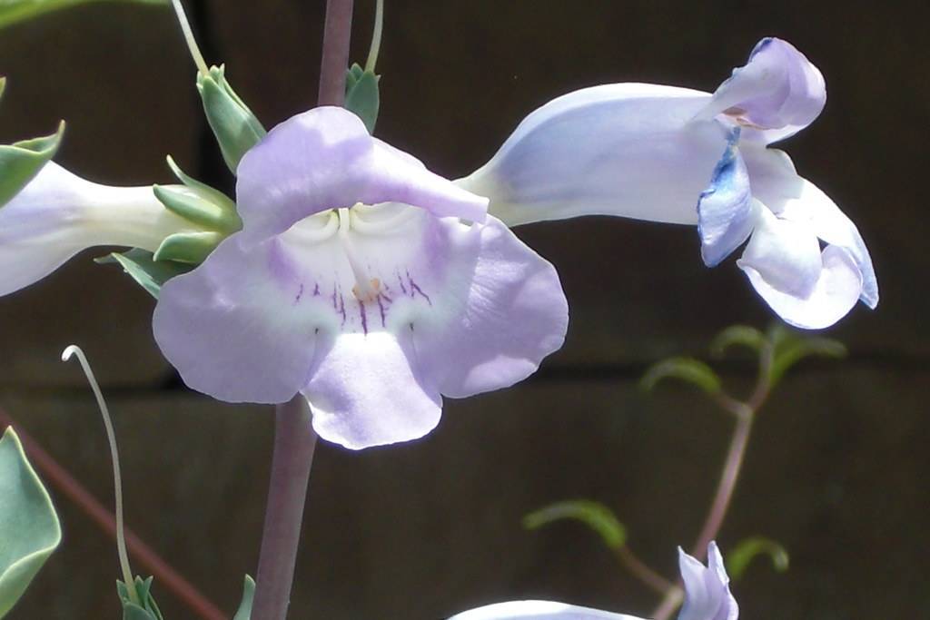 purplish-white, tubular flower with white stamens, creamy-green sepals, and purple-gray stem