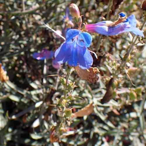 Blue flower with white stigma and style, purple anthers, white filaments, purple-yellow buds, green sepals pink petiole,and green leaves.