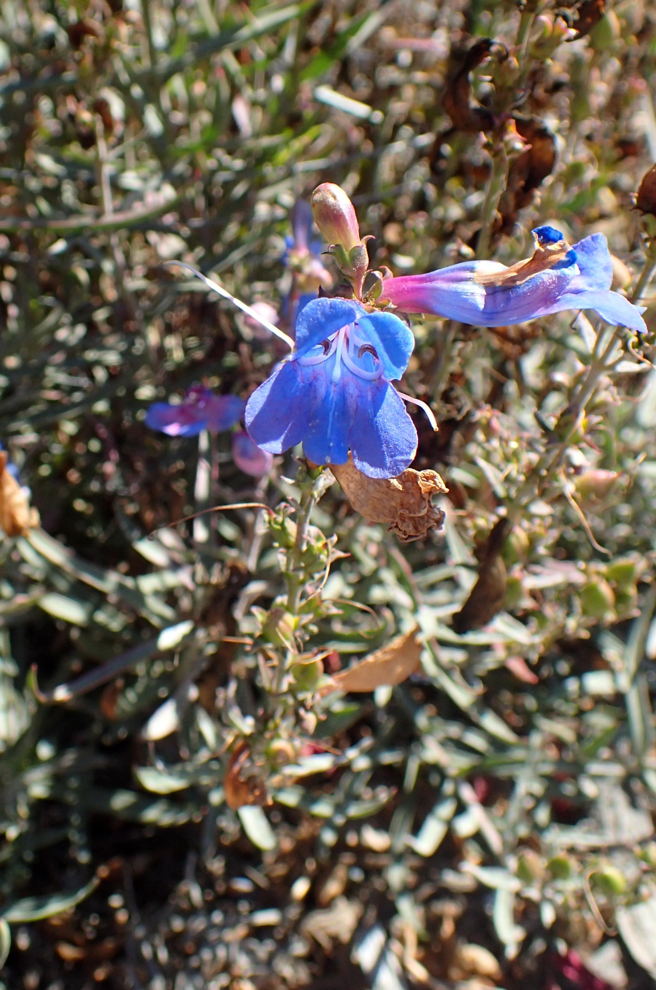 Blue flower with white stigma and style, purple anthers, white filaments, purple-yellow buds, green sepals pink petiole,and green leaves.