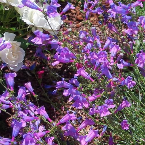 Violet-Lavender flowers with green stems and leaves.