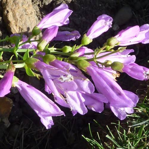 light-purple flowers and buds with lime sepals, leaves and lime stems