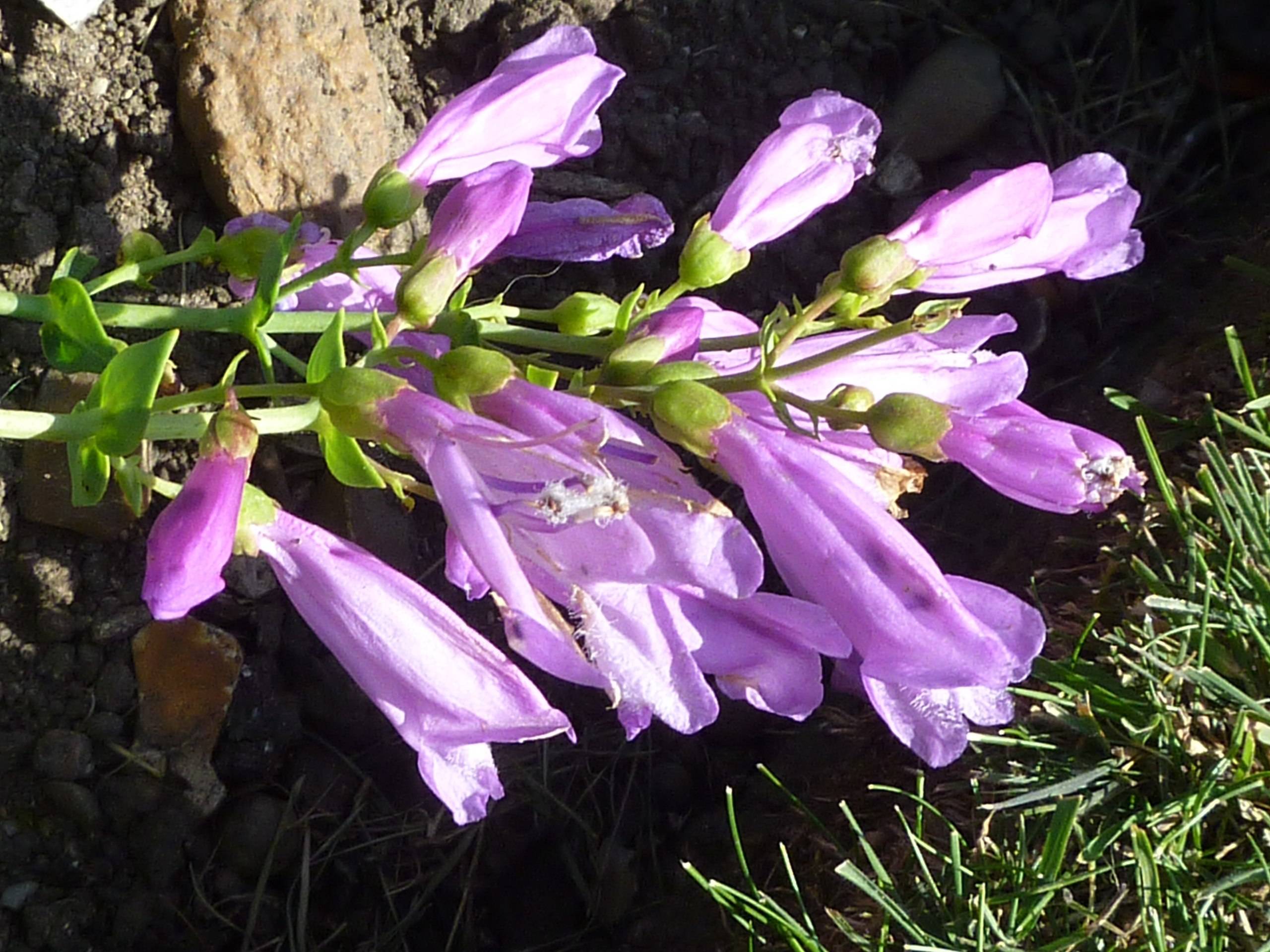 light-purple flowers and buds with lime sepals, leaves and lime stems