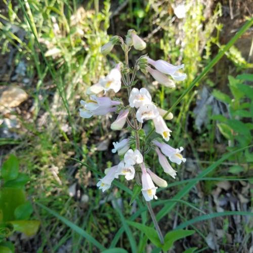 White flower with hair, lime buds and sepals, yellow stigma, green leaves and brown stems