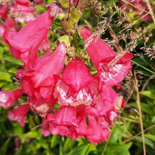 white-red flowers with lime sepals, leaves and beige stems