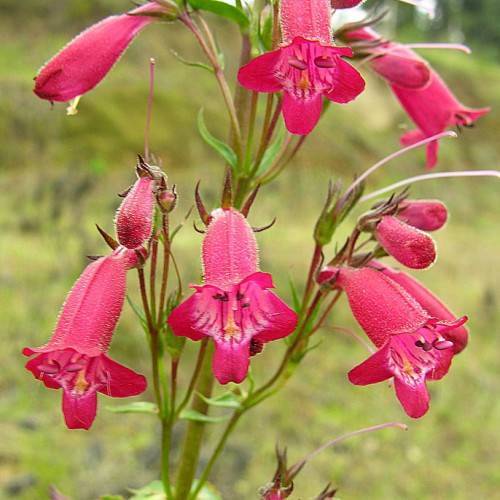 dark-pink, feathery, tubular flowers with reddish-green, hairy sepals and stems