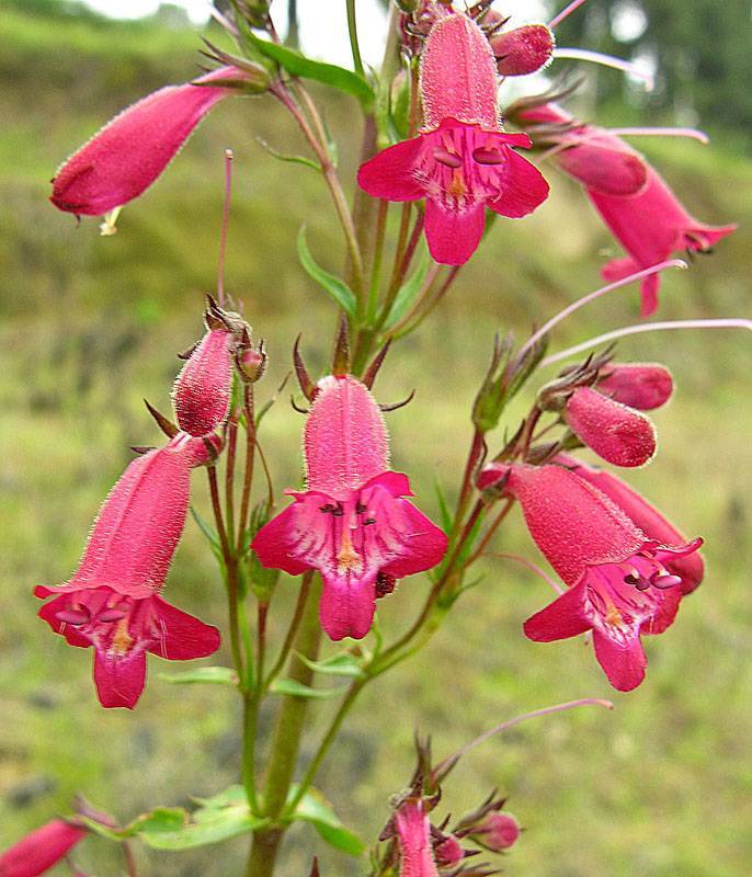dark-pink, feathery, tubular flowers with reddish-green, hairy sepals and stems