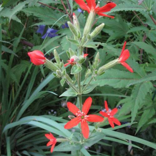 Tubular, fiery-red flowers with white stamens, hairy, green stems, small, green, hairy leaves, and buds