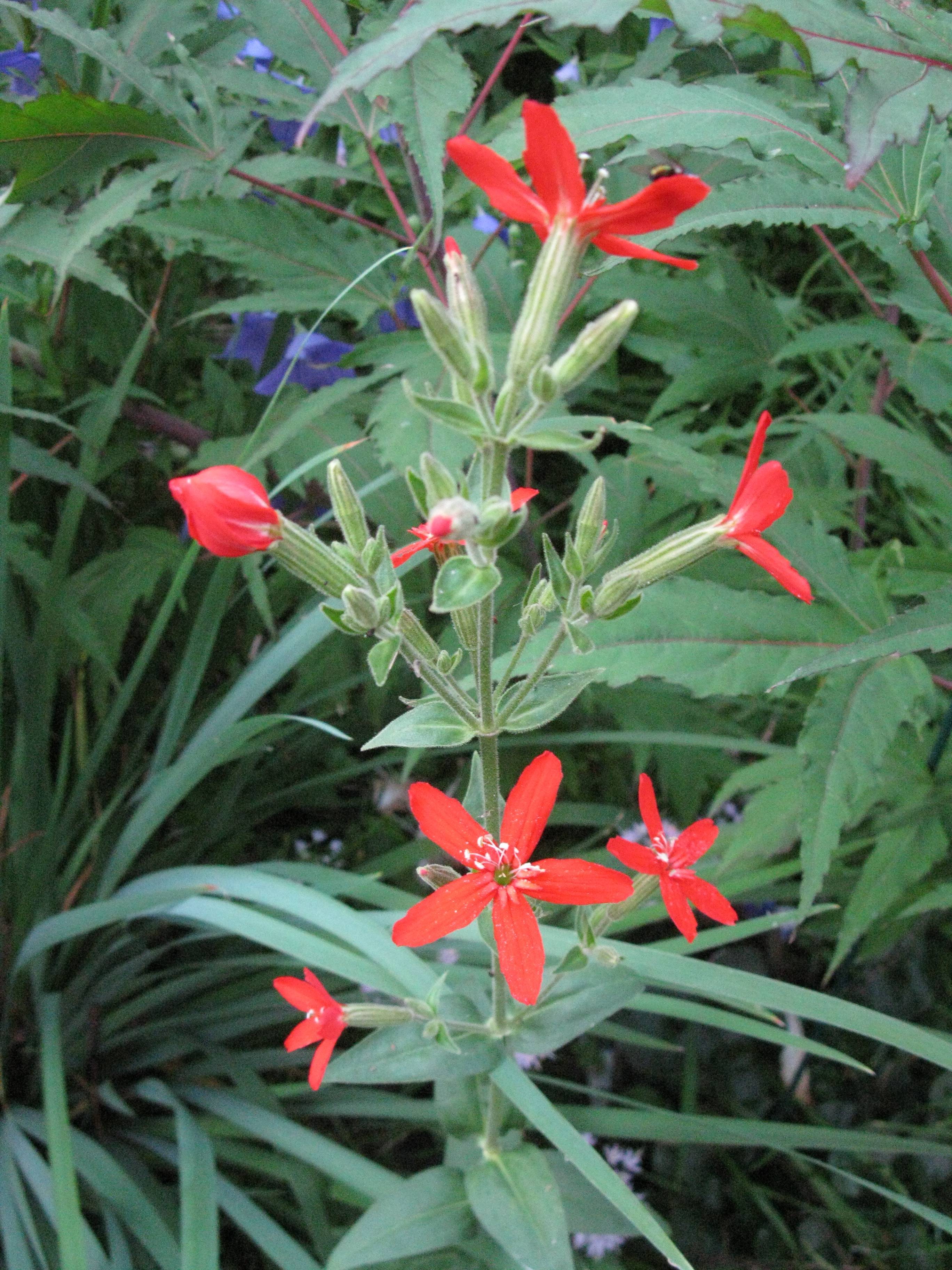 Tubular, fiery-red flowers with white stamens, hairy, green stems, small, green, hairy leaves, and buds
