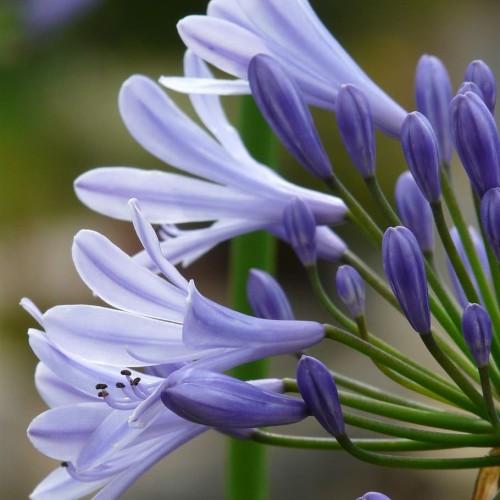Indigo-blue flowers with filaments, indigo stigma and style, black anthers, indigo-blue buds and green pedicel.