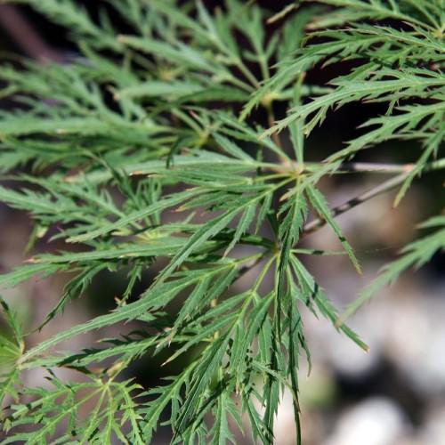 green leaves with brown stems