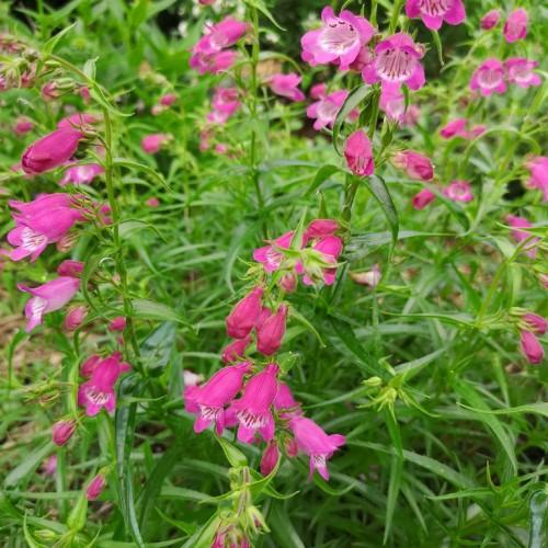 Magenta flower with white center, green sepals, leaves and stems, magenta-green buds, yellow stigma, magenta style and filaments, purple anthers
