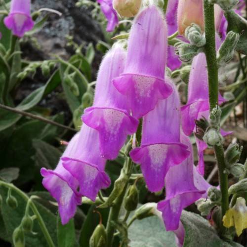 purple, feathery, bell-shaped flowers with green, hairy sepals and stems