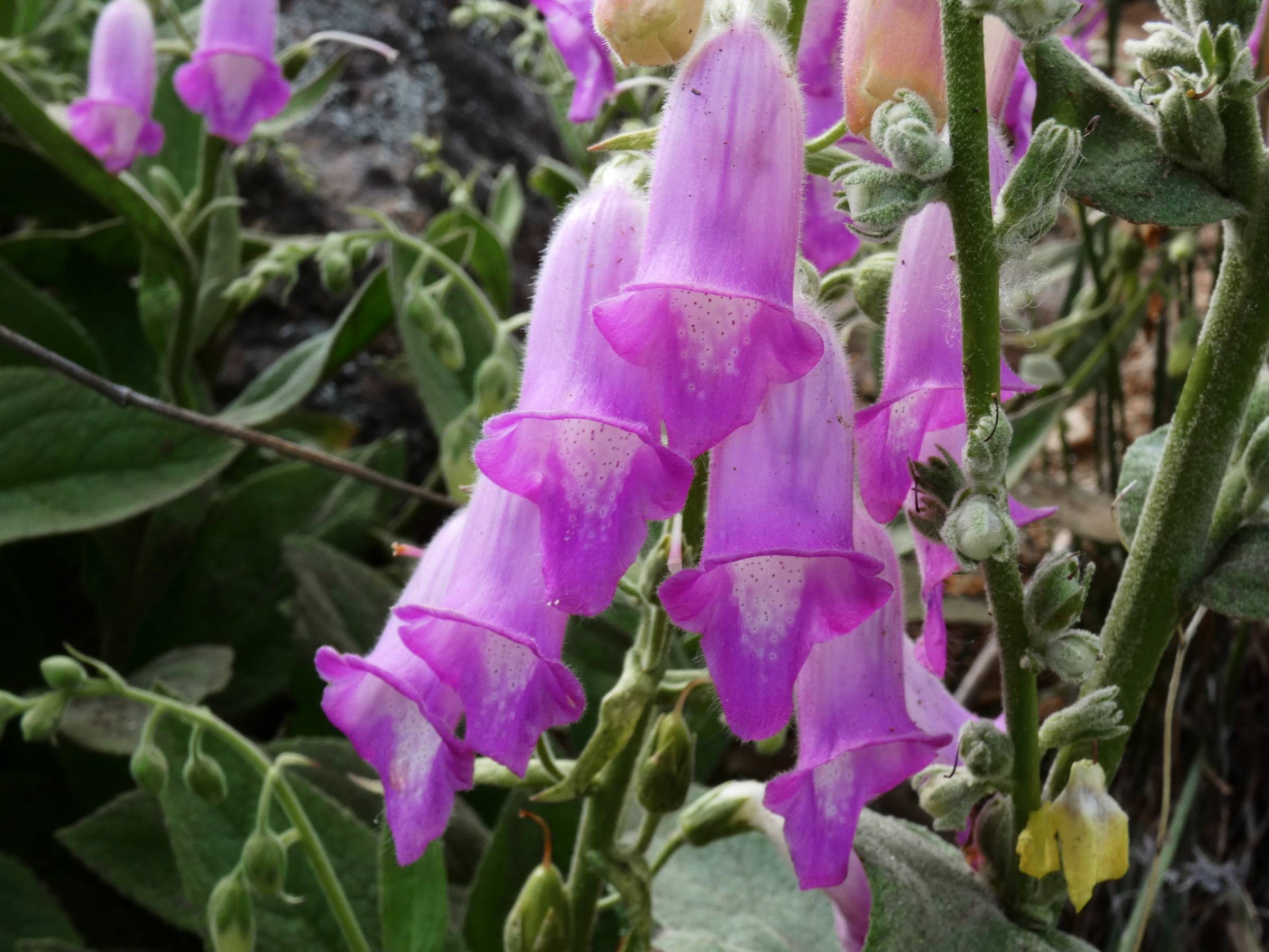 purple, feathery, bell-shaped flowers with green, hairy sepals and stems