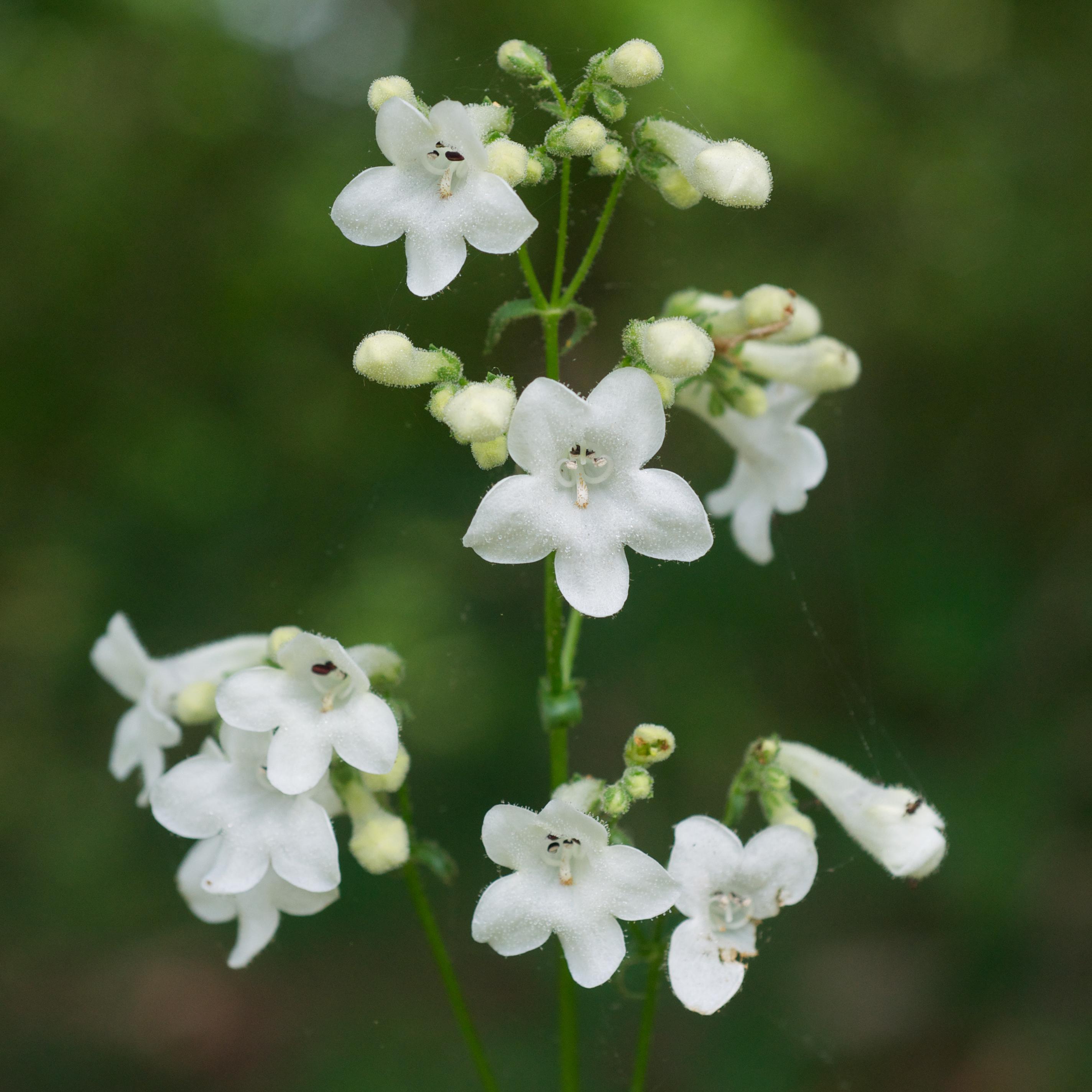 White flowers with beige-white stigma, black anthers, white hair and filaments, off-white buds, green sepals, stipules and stems