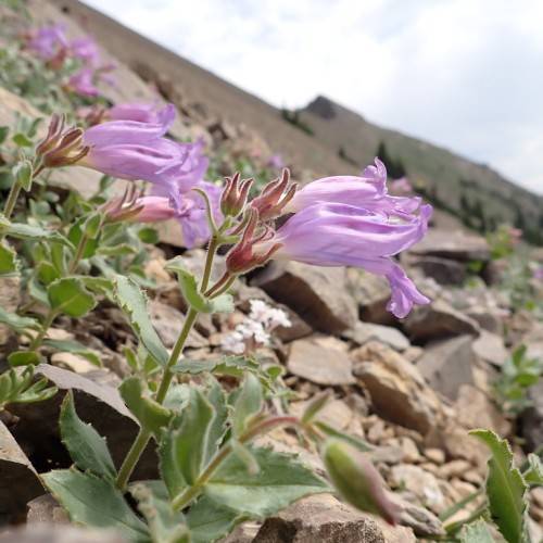 purple, tubular flowers with green, toothed leaves, reddish-green, hairy sepals, and stems