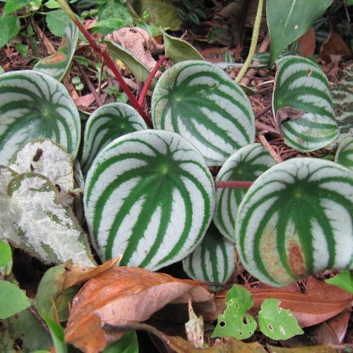 Round, silver-green-striped leaves with red stems