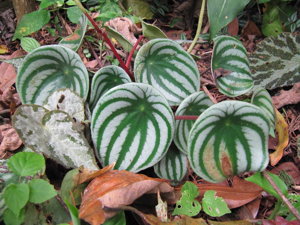  Round, silver-green-striped leaves with red stems