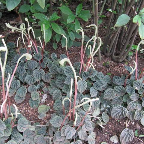 large, white, tubular flowers with gray-red stems, and heart-shaped, silver-green leaves