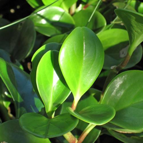 glossy, green, fleshy, small, oval leaves with reddish-green petioles