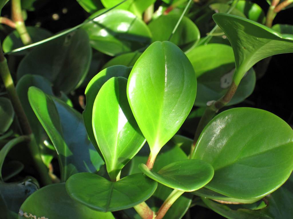 glossy, green, fleshy, small, oval leaves with reddish-green petioles