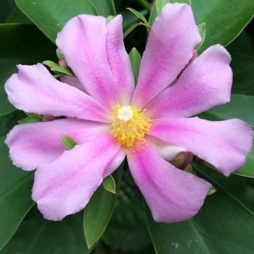 purple, smooth flower with yellow stamens, white stigma, and green, lanceolate, shiny leaves