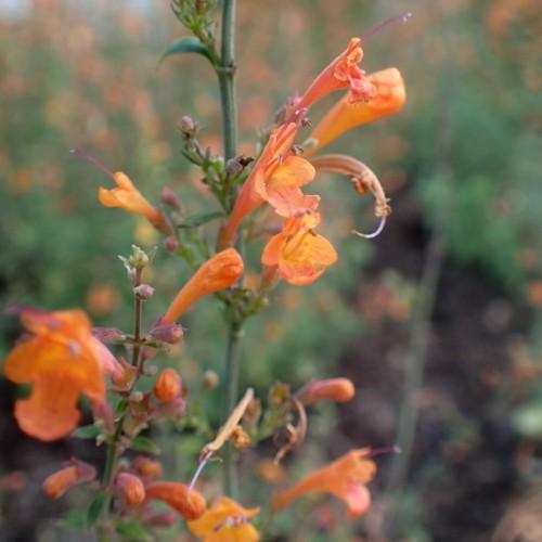 orange flowers with dark-orange buds, green leaves and stems