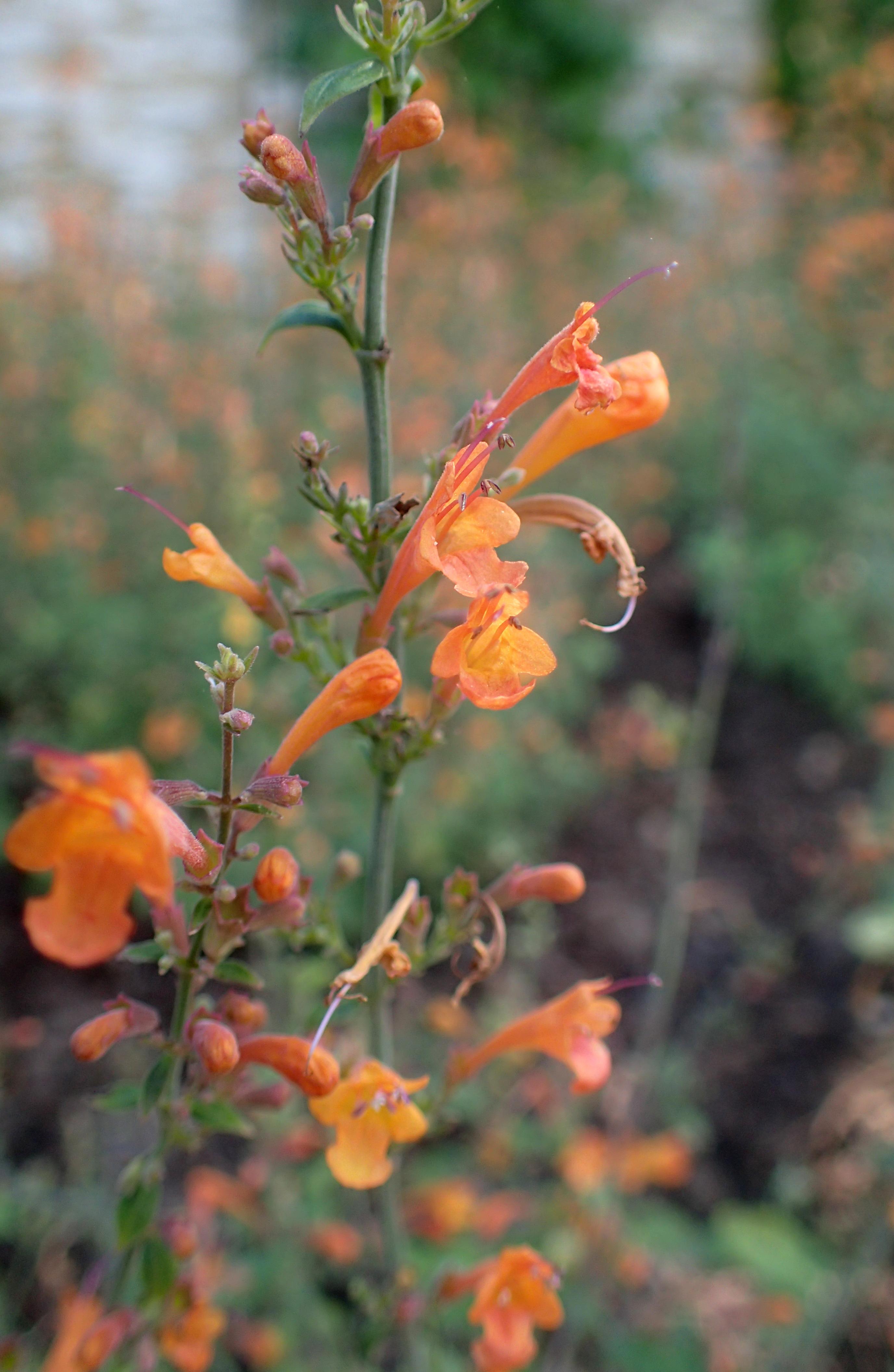 orange flowers with dark-orange buds, green leaves and stems