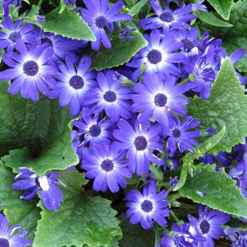 Blue flowers with white-blue center, green leaves and yellow blades, blue-green buds, green stipules and sepals.