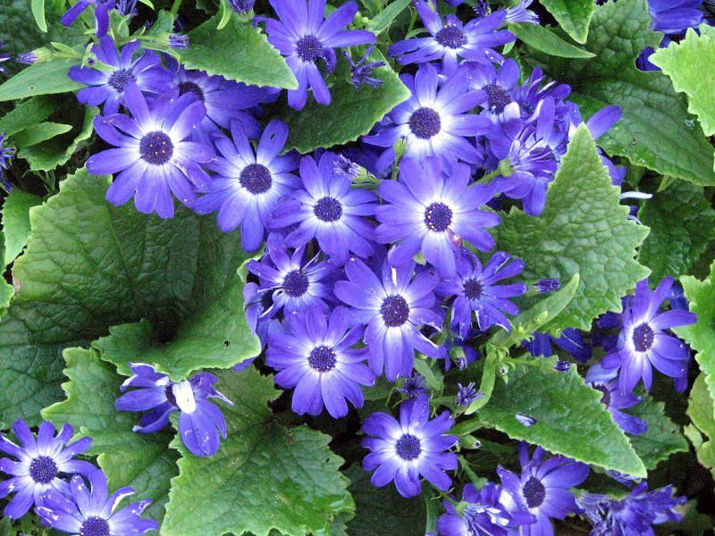 Blue flowers with white-blue center, green leaves and yellow blades, blue-green buds, green stipules and sepals.